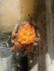 Araneus diadematus