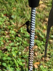 Delta pyriforme philippinense