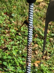 Delta pyriforme philippinense