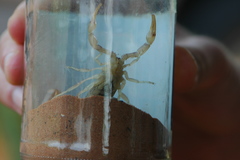 Androctonus dekeyseri