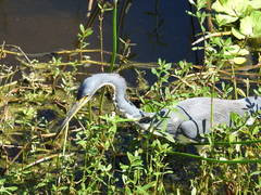 Egretta tricolor image