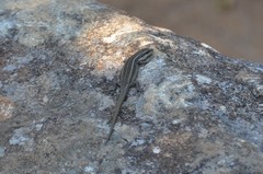 Trachylepis mlanjensis