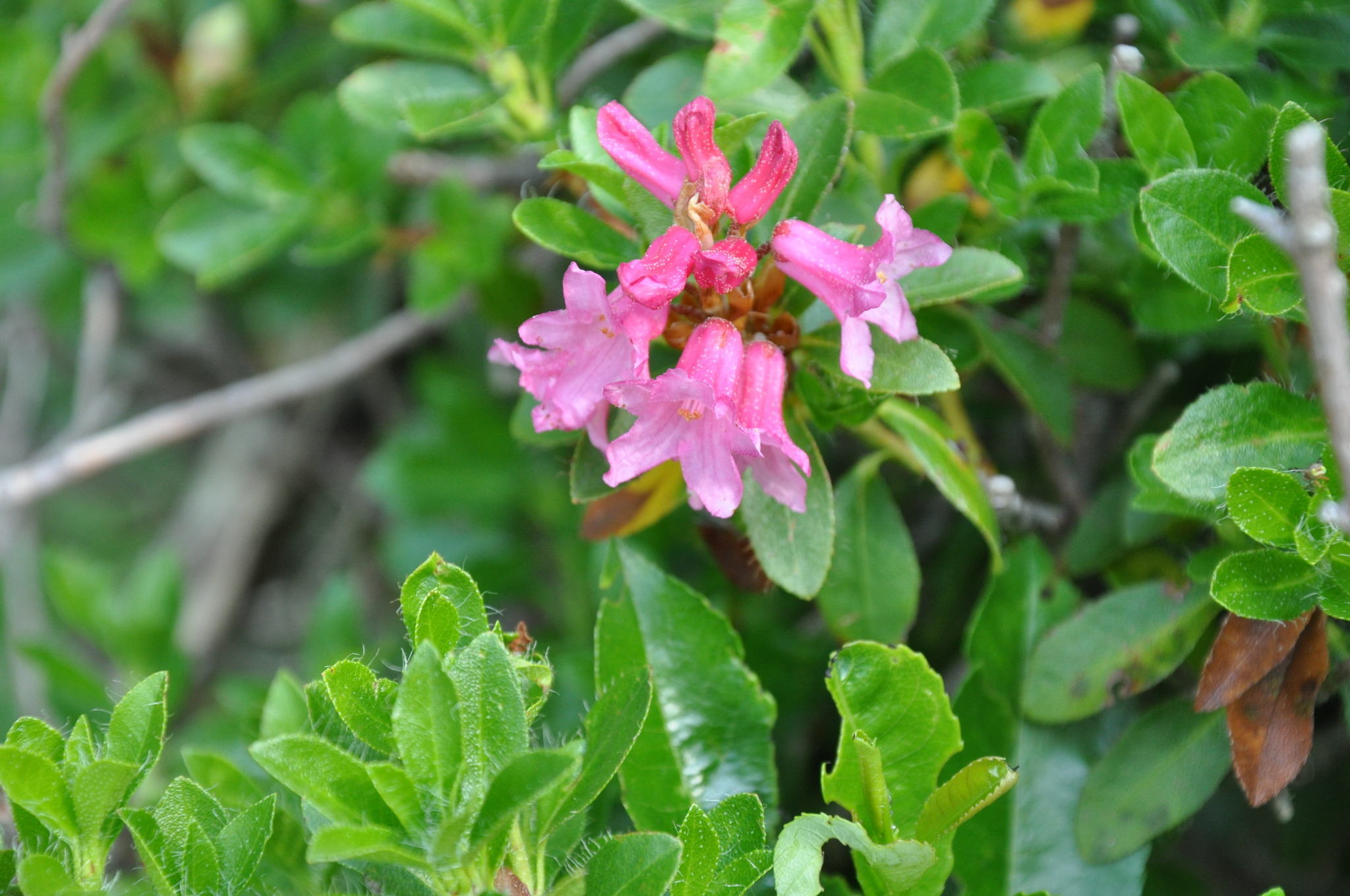 Hairy Alpenrose (Rhododendron hirsutum)  iNaturalist