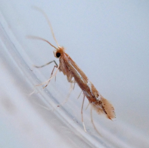Firethorn Leafminer
