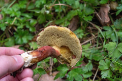 Xerocomellus atropurpureus