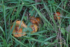 Hygrocybe