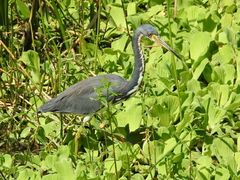 Egretta tricolor image