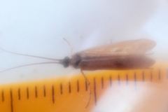 Limnephilus auricula