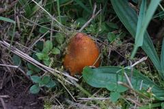 Hygrocybe