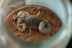 Androctonus dekeyseri