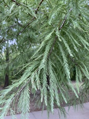 Taxodium distichum