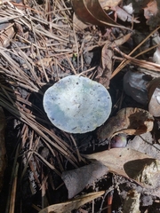 Lactarius indigo