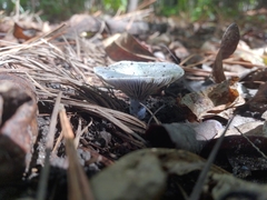 Lactarius indigo