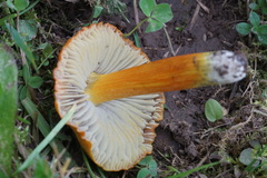 Hygrocybe