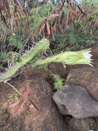 Harrisia bonplandii observed 2021-10-10