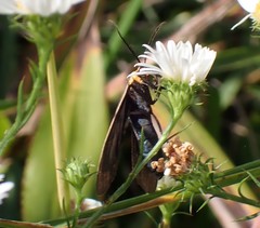 Cisseps fulvicollis
