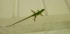 Anolis carolinensis