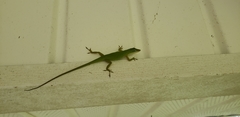 Anolis carolinensis