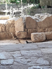 Gallus gallus domesticus