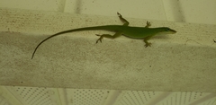 Anolis carolinensis
