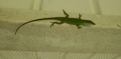 Anolis carolinensis