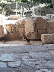 Gallus gallus domesticus