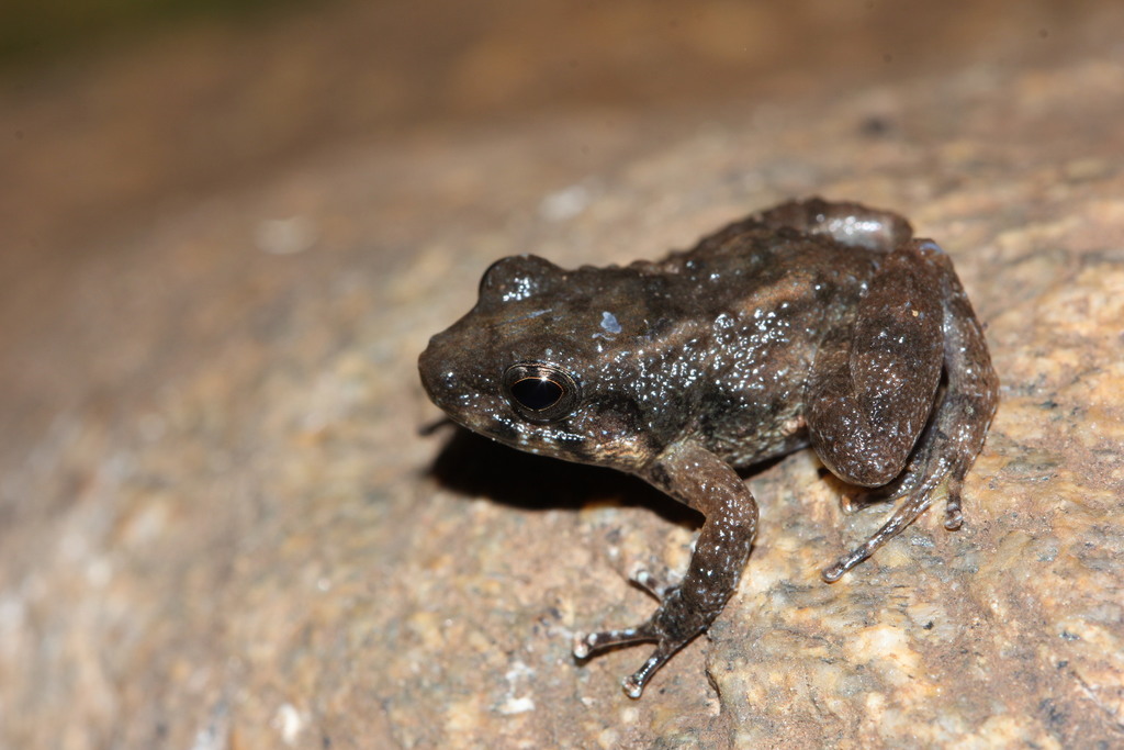 Tenasserim Eastern Frog