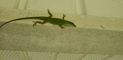 Anolis carolinensis