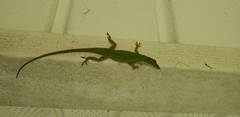 Anolis carolinensis
