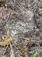 Hermeuptychia intricata
