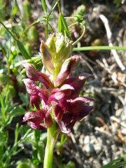 Anacamptis coriophora