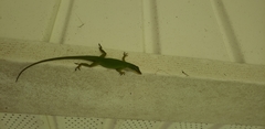 Anolis carolinensis