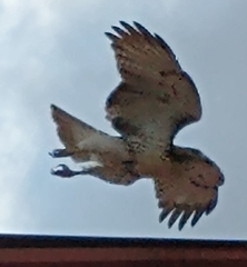Buteo jamaicensis