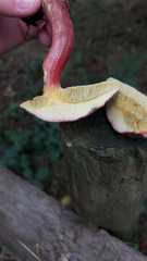 Xerocomellus atropurpureus