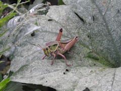 Brachystola behrensii