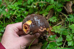 Xerocomellus atropurpureus