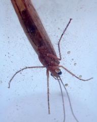 Halesus radiatus