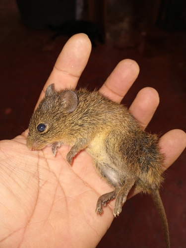 Toltec Cotton Rat