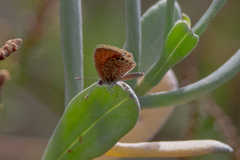 Brephidium pseudofea