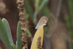 Brephidium pseudofea