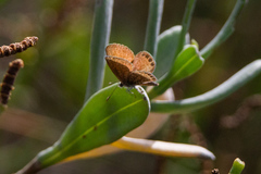 Brephidium pseudofea