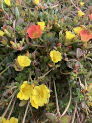 Portulaca