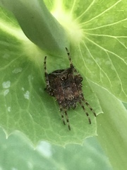 Araneus andrewsi