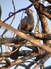 Corythaixoides concolor concolor