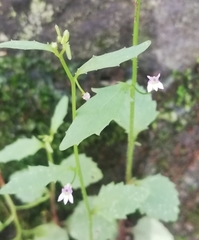 Diastatea