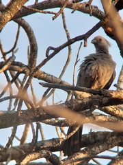 Corythaixoides concolor concolor