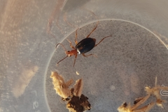 Brachinus sclopeta