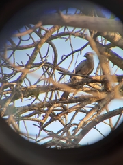 Corythaixoides concolor concolor