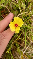 Crocanthemum brasiliense