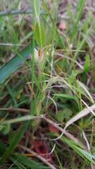 Crocanthemum brasiliense